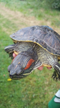 eastern painted turtle